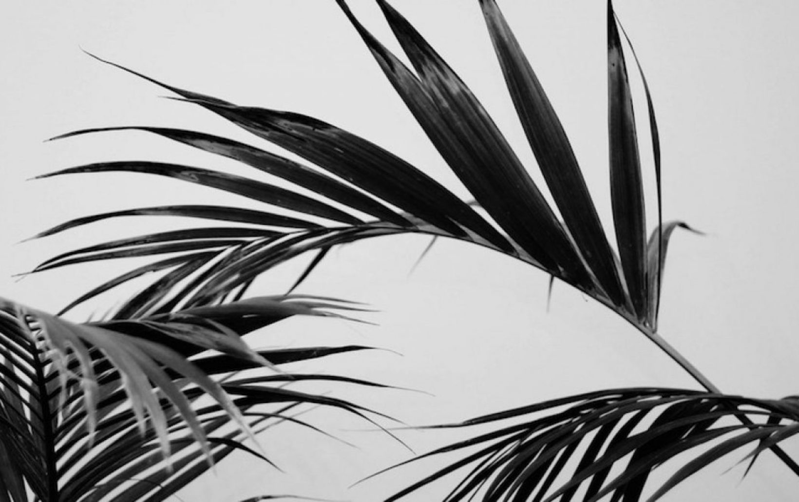 Тени от пальм текст. Лист пальмы. Ветвь пальмы. Тень от пальмы. Пальма на черном фоне.